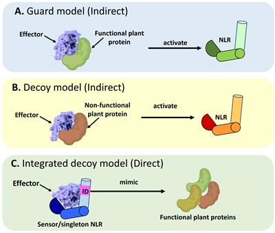 Unmasking the invaders: NLR-mal function in plant defense